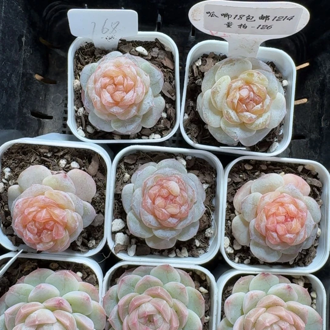 1214-126-冰球一颗量拍