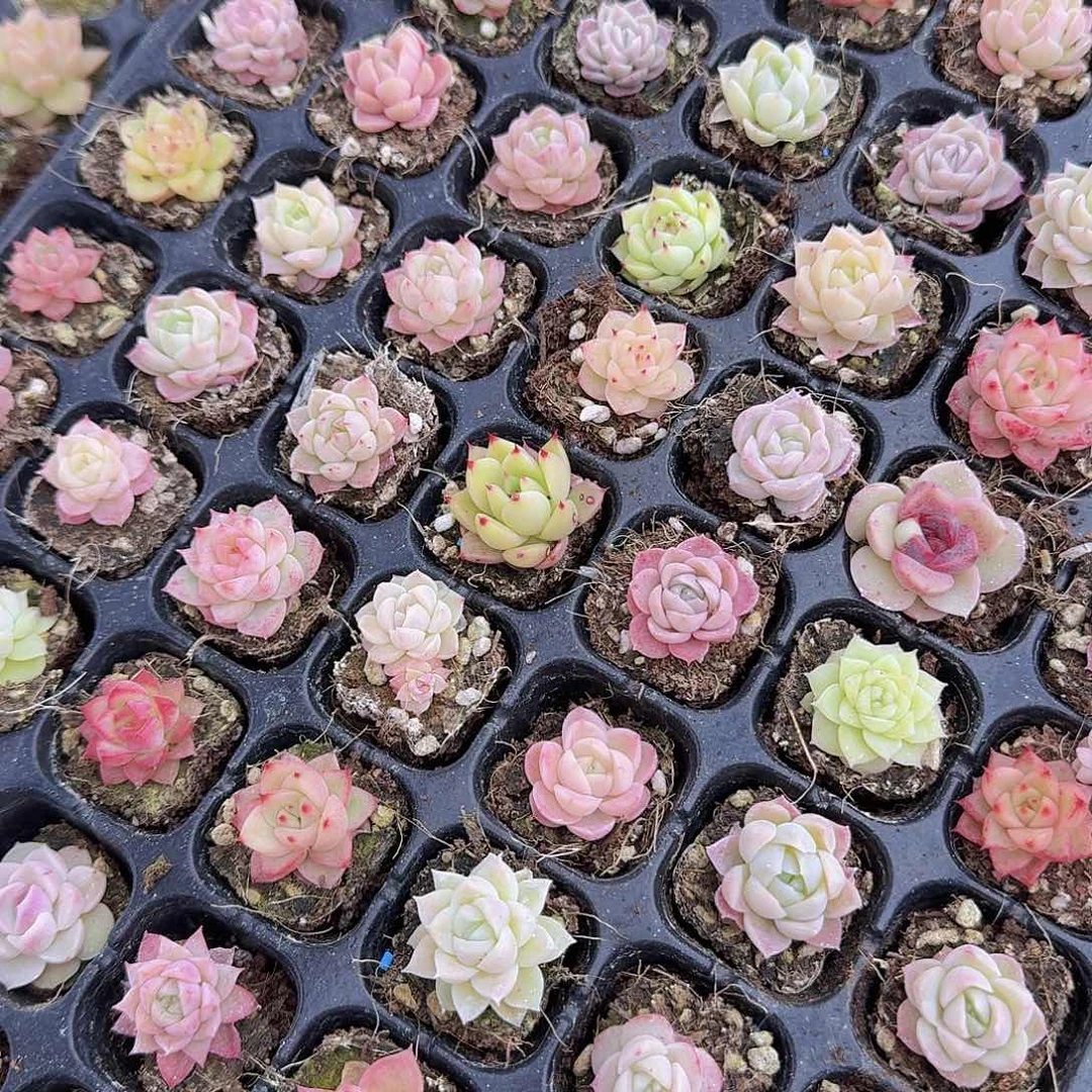 超级小超级小优选35颗福利