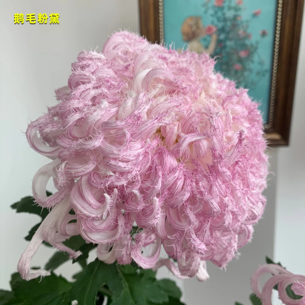 鹅毛粉黛【无花苞发货】菊花盆栽9月菊大花型好养耐寒室内庭院花卉