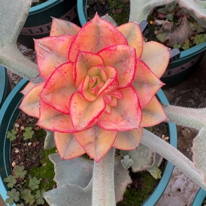 麒麟座锦一物一拍