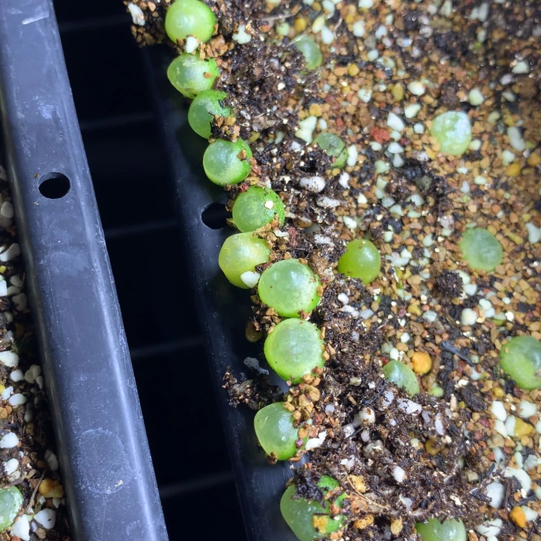 98号大王拉登10颗