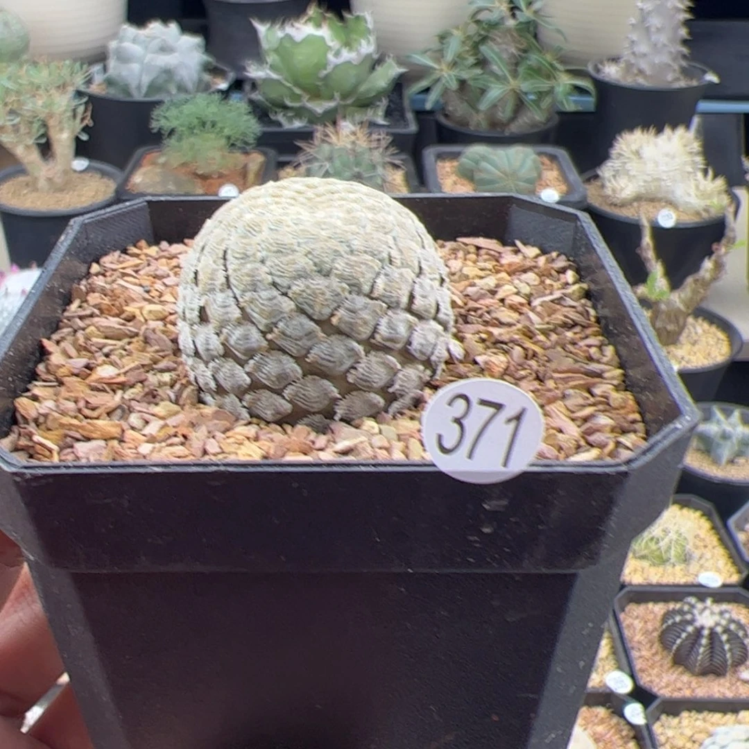 鱼鳞大戟3.1一物一拍371