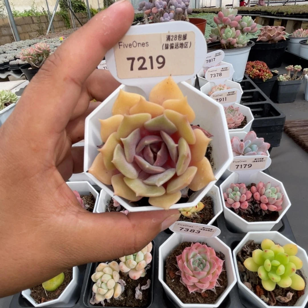 7219粉蝶5.0厘米