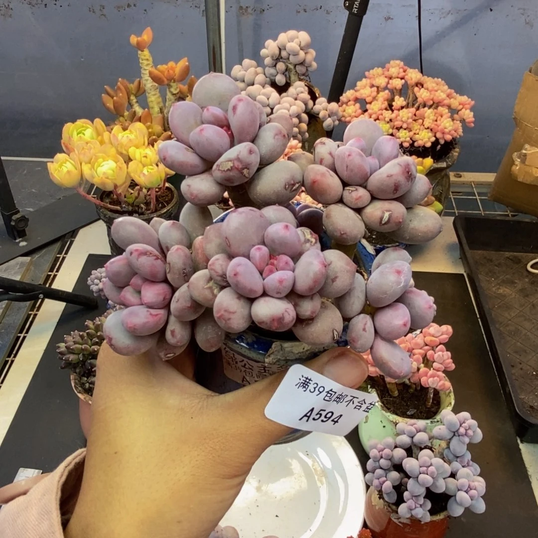 594仙子奶多肉8cm