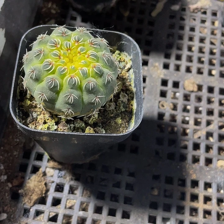 瑞昌玉4.8带盆土发