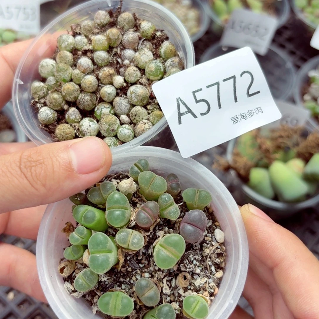 5772—生石花 生石花
