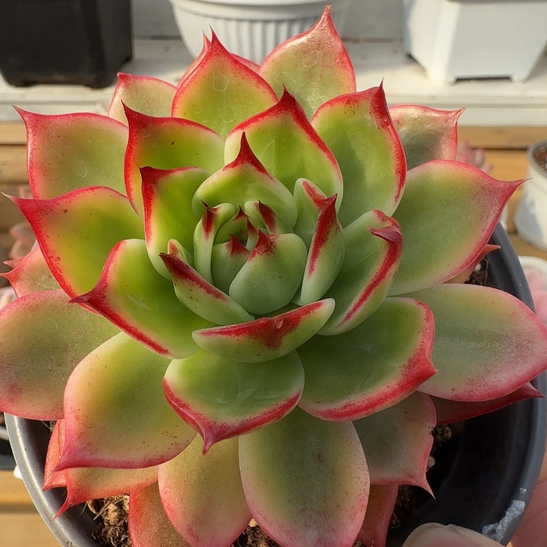 桃花锦11111127-46