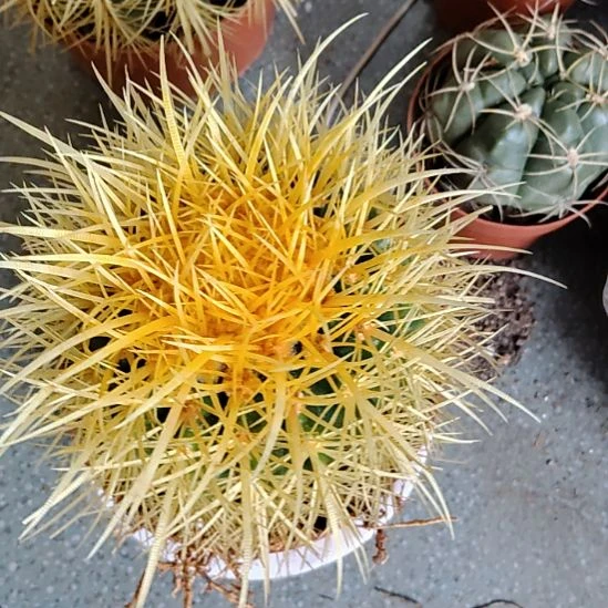 豆***丁仙人球大型怒刺金虎