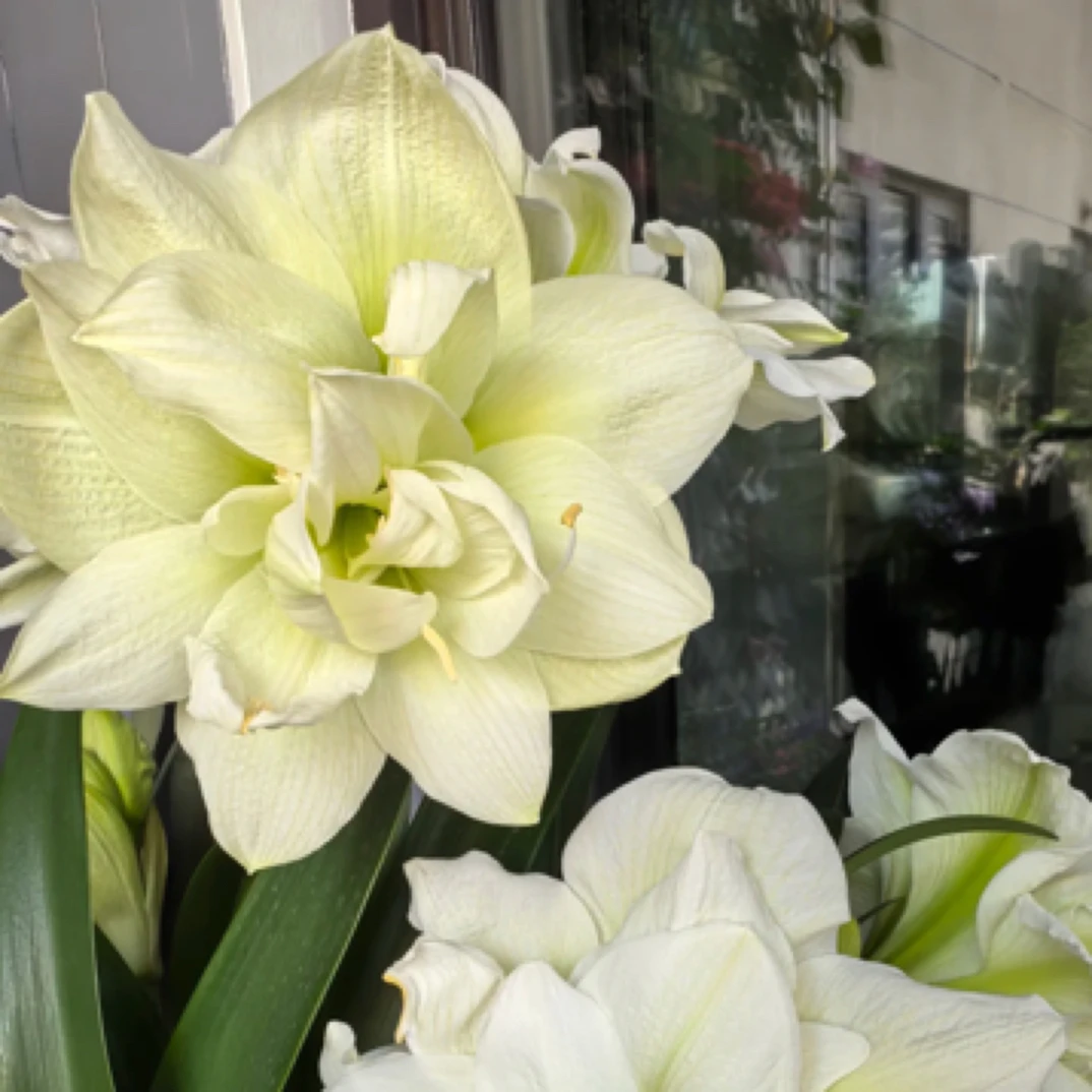 【玛丽琳】朱顶红重瓣基地自然球