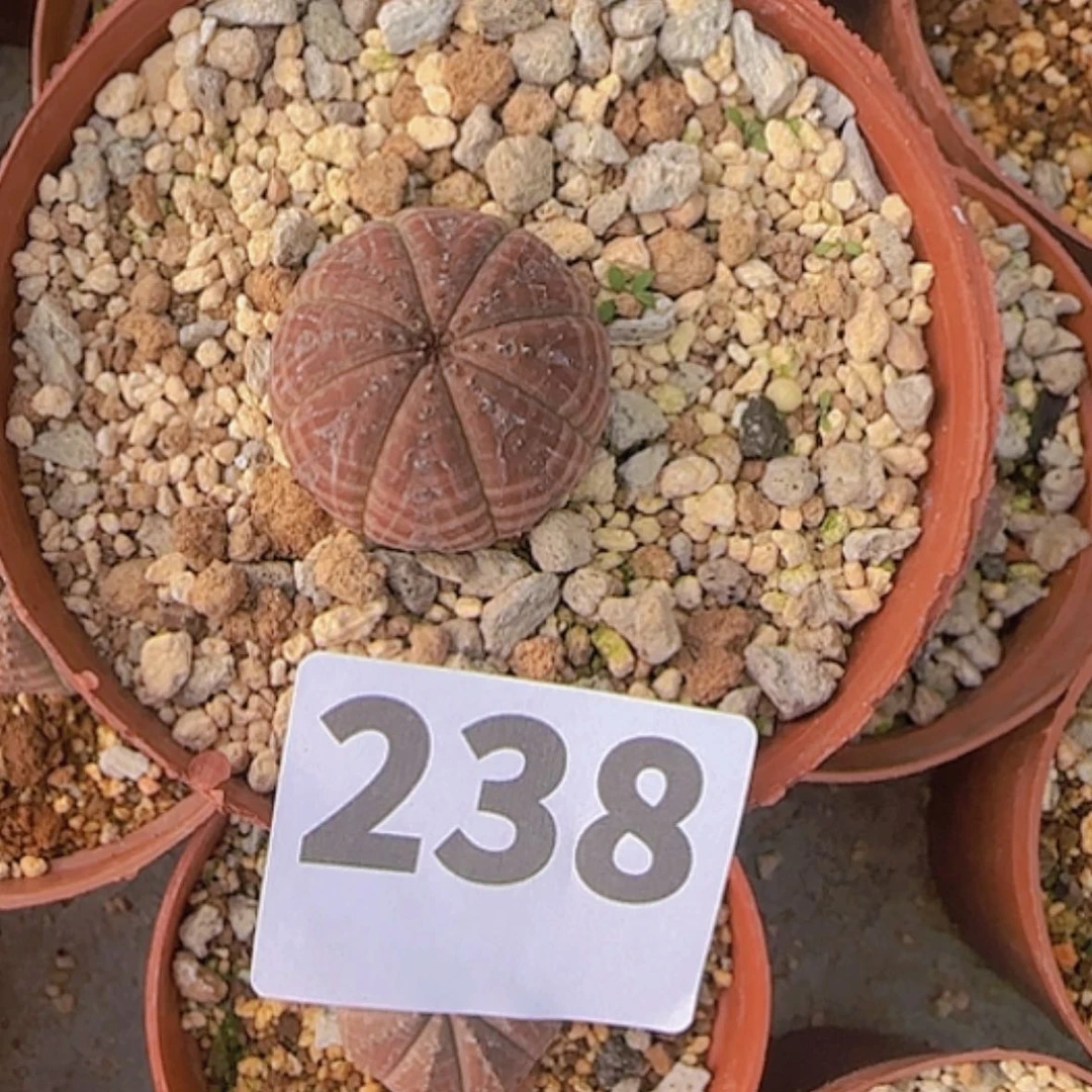 【闪购商品】蔡**·块根植物