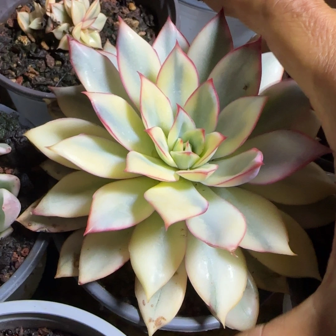 月光女神锦多肉植物6.8