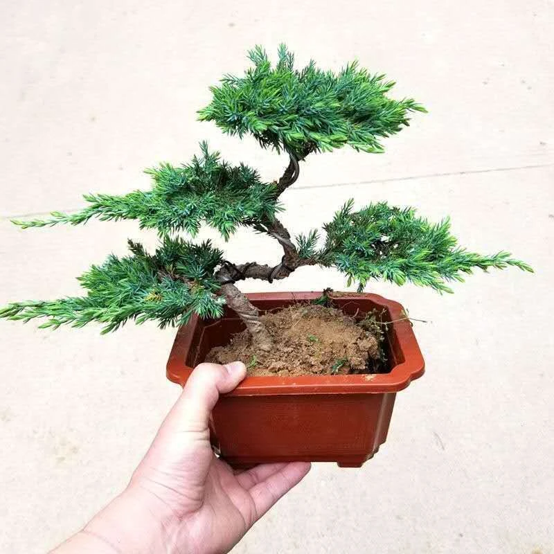 迎客松盆景造型盆栽松树地柏苗耐寒办公室内庭院景观绿植四季常青