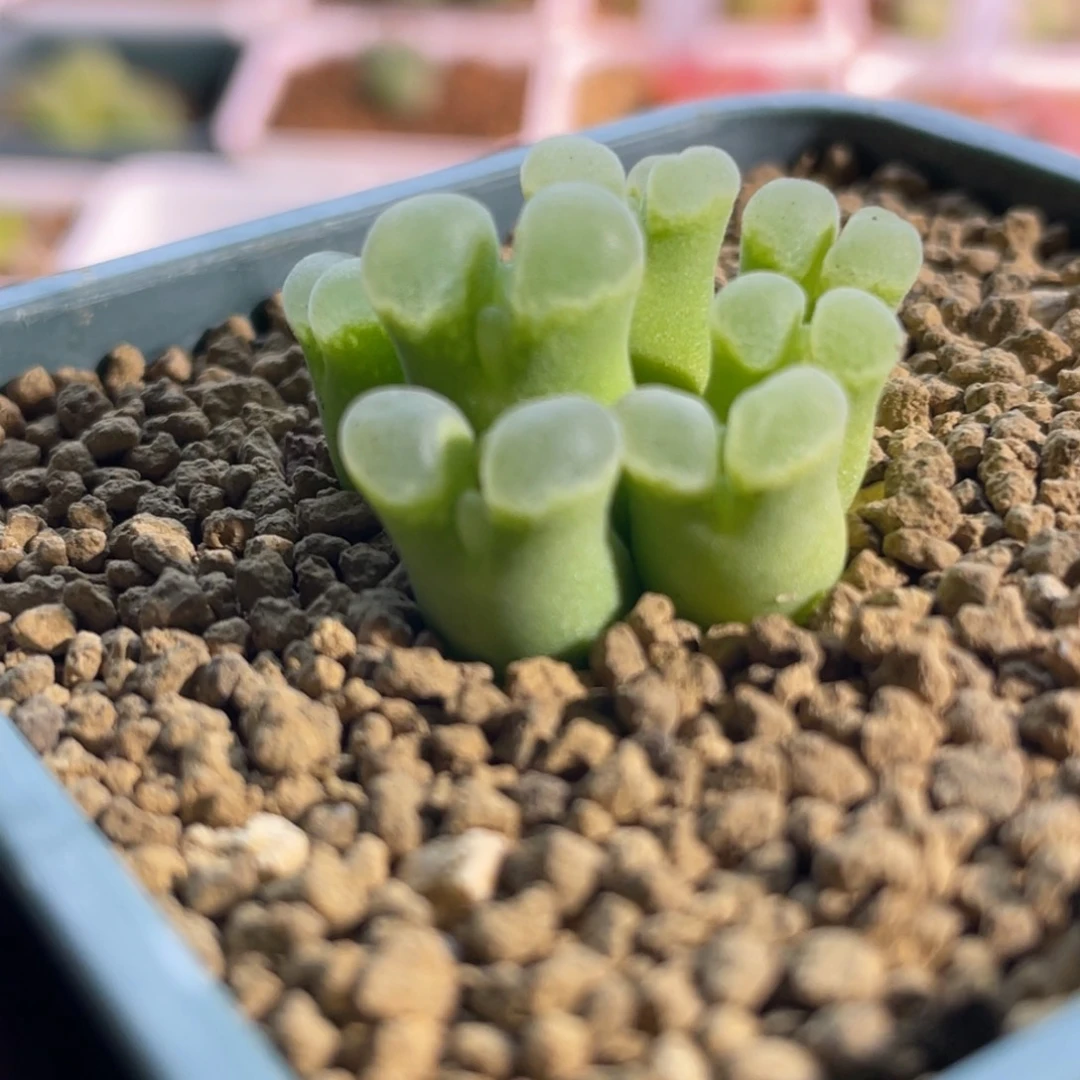 骚粉佛肚福利植物一物一拍