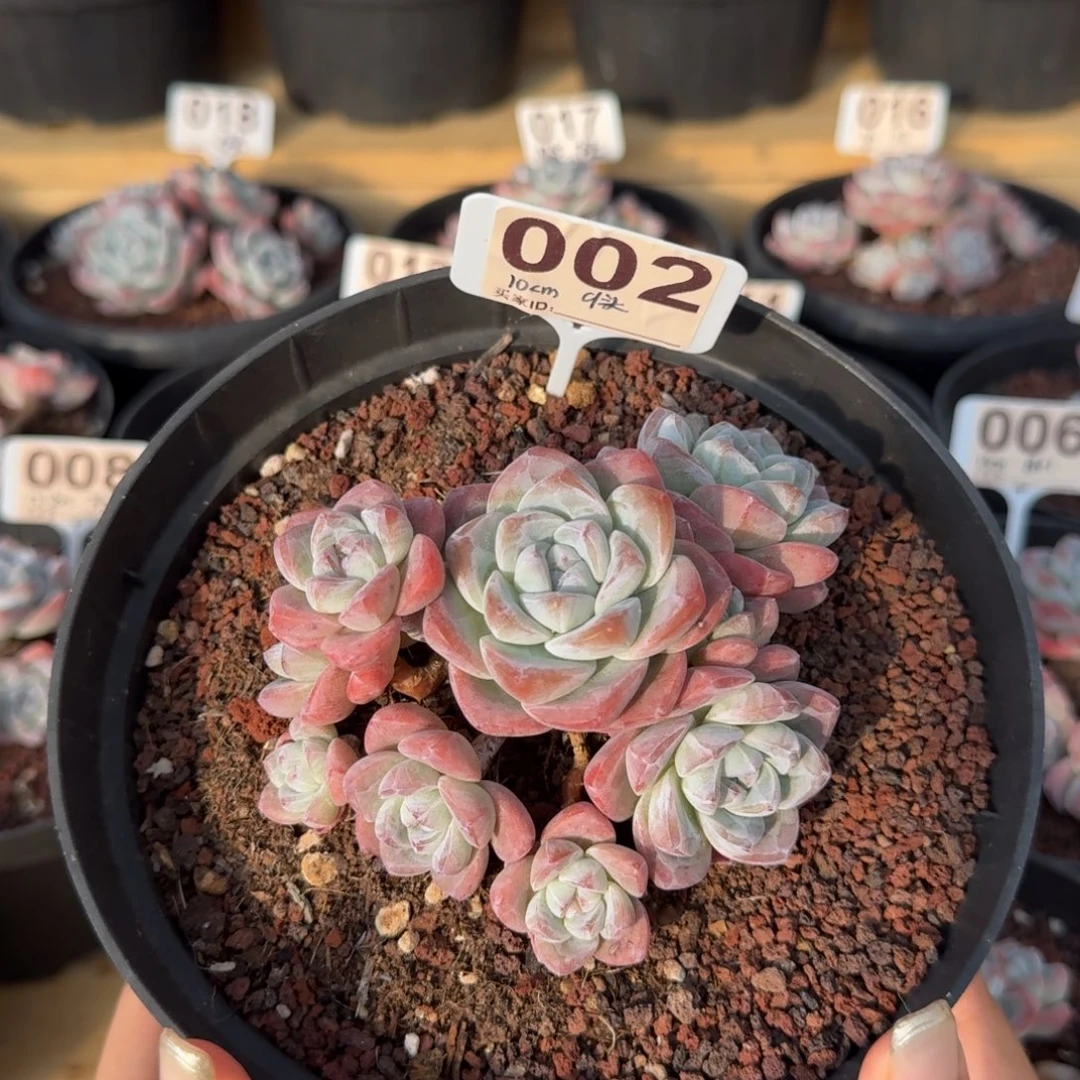 002号冰玉群生老桩9头