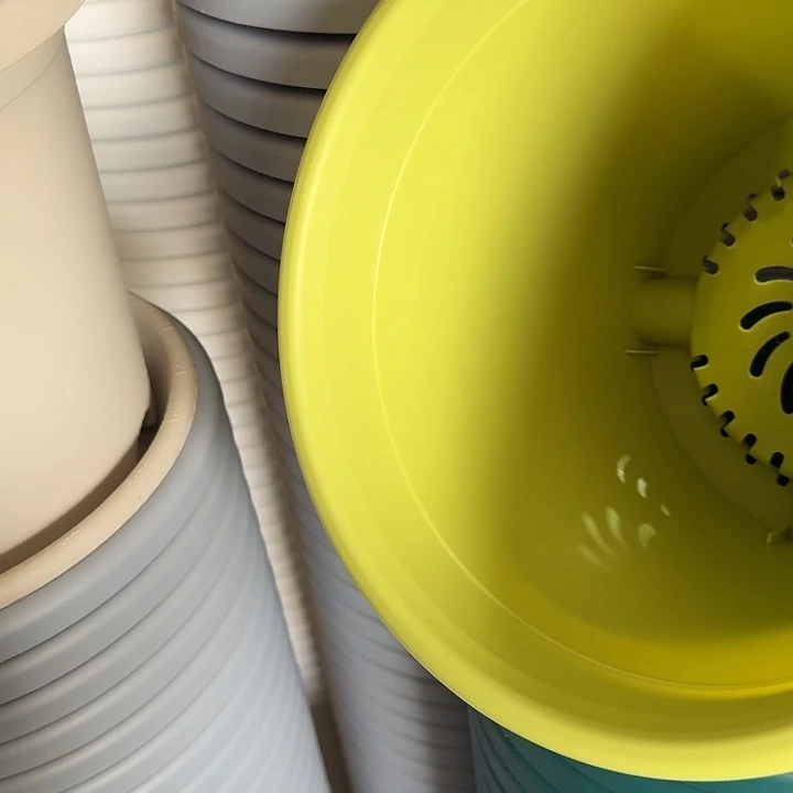 四季4号果绿无托5个