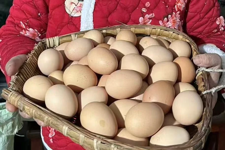 云南高山散养正宗土鸡蛋现捡现发