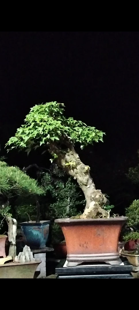 三角枫盆景，直播间一物一拍