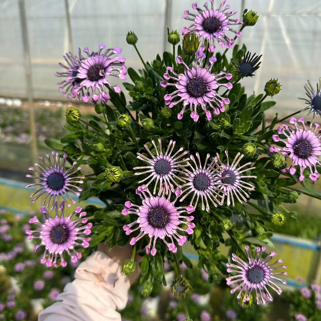 【万寿菊】爆花机器多季节重复开花云南精选