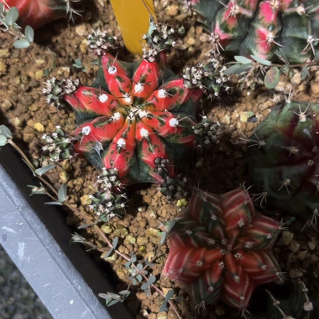 35-1005泰国发货多肉