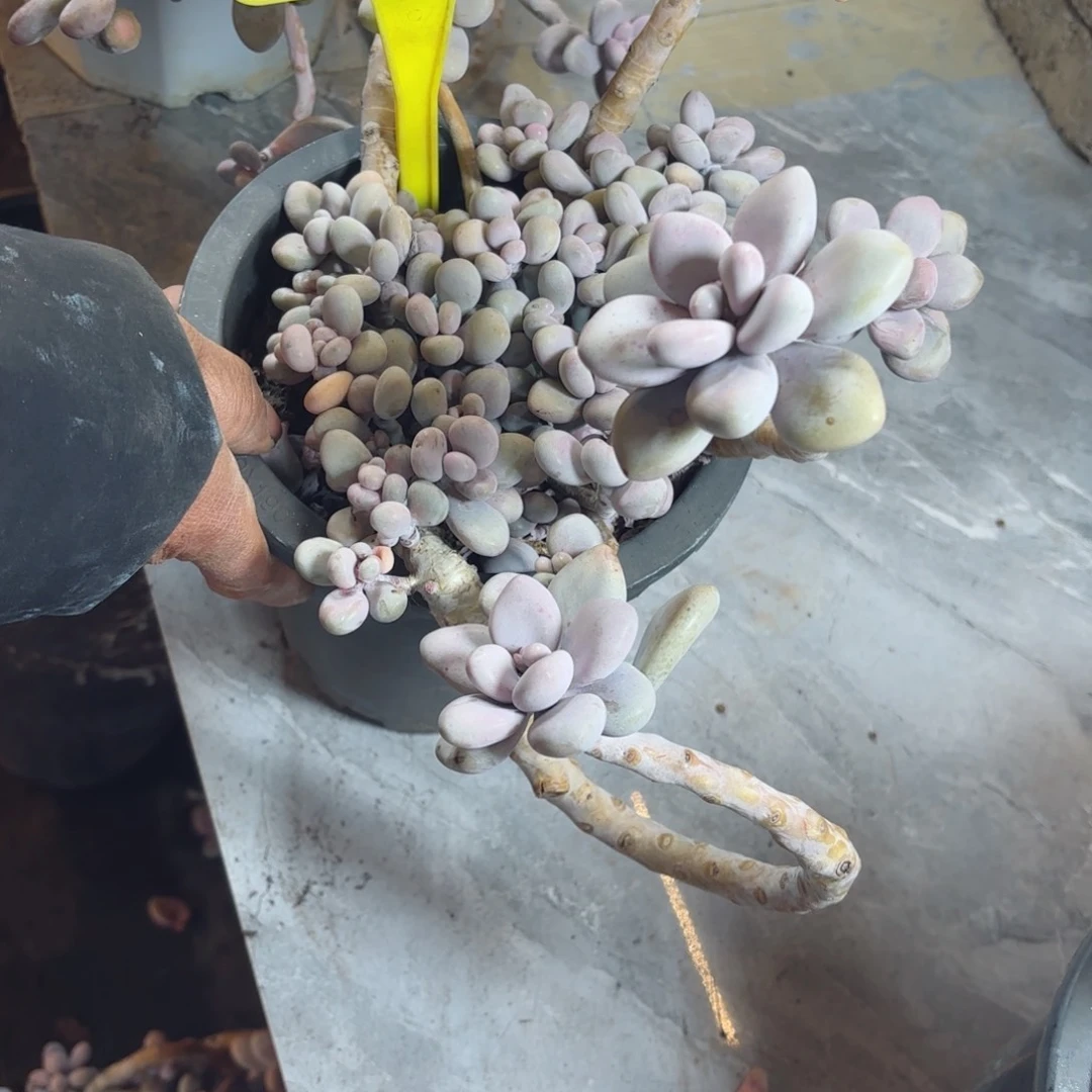 重****笑桃蛋108。