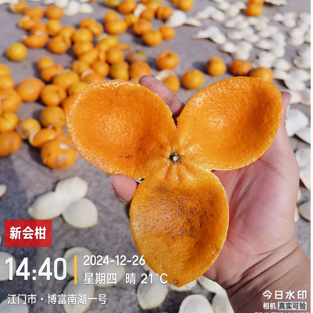 2024年梅江驳枝冬后大红皮正宗新会陈皮泡水陈皮陈皮干货老陈皮