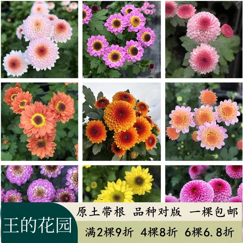 进口阳台小米菊纽扣菊花苗 珠玉之卵 多年生迷你宿根盆栽花卉包邮