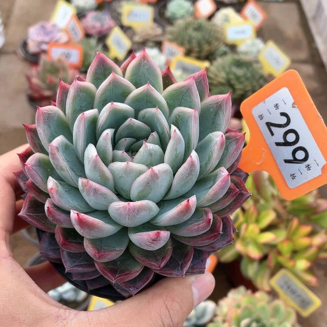 【闪购商品】299号