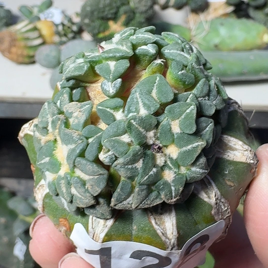 全部花朵欧系姬牡丹128