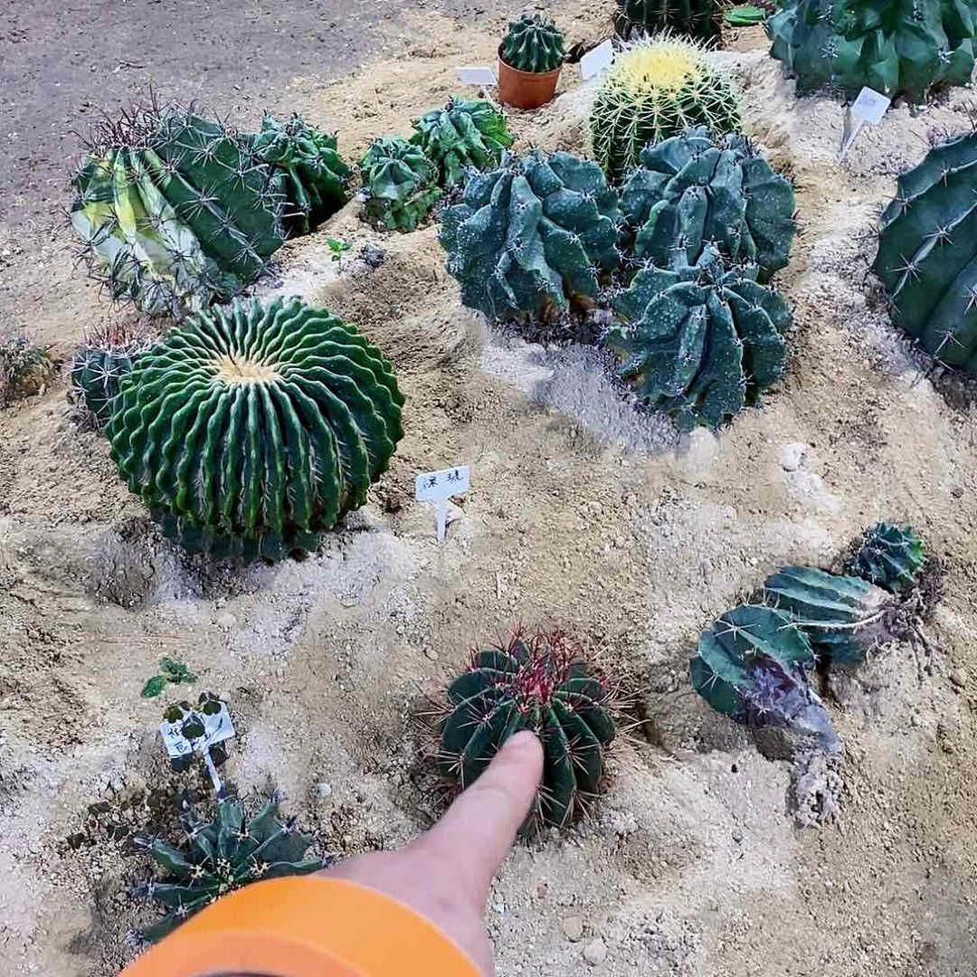 无花朵金**麻00000000000000