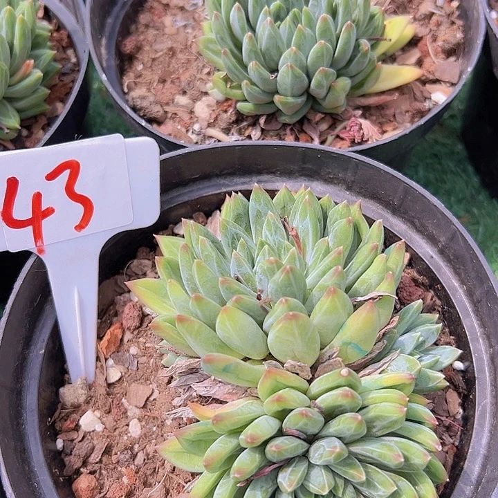 43幻影2个脱土多肉