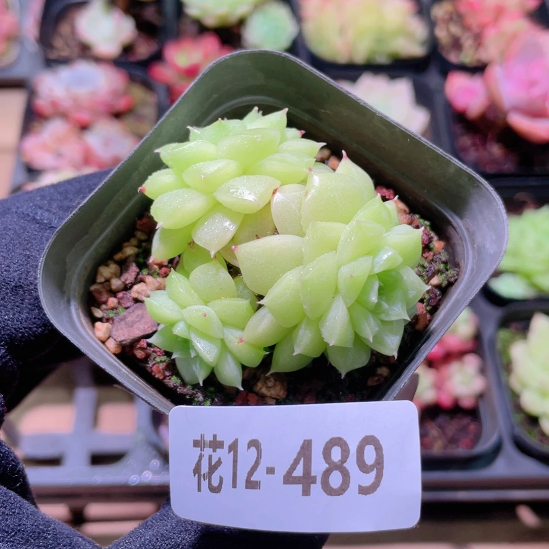 花利美12-489麦秆