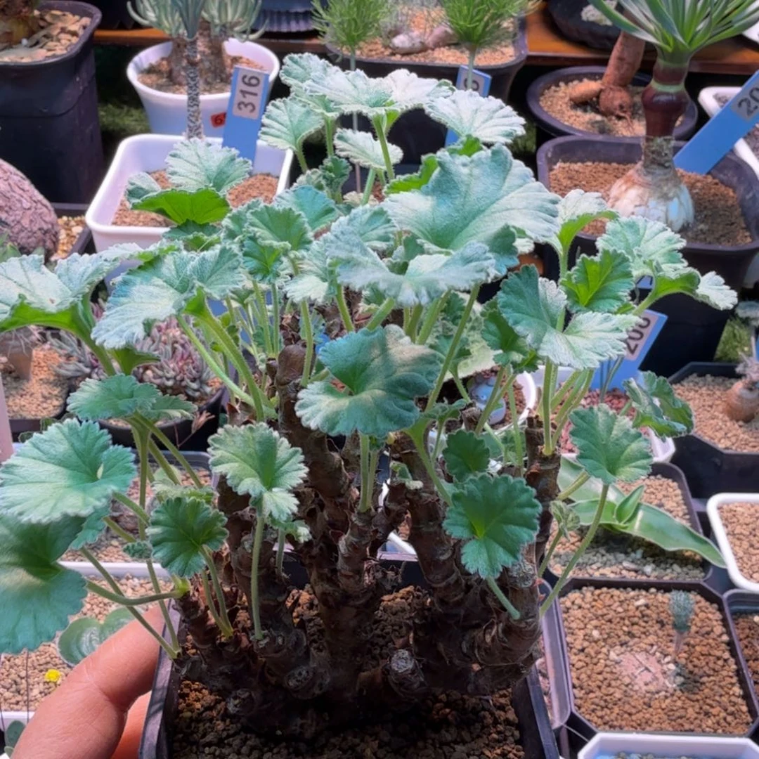 实生枝干洋葵362 仙人球