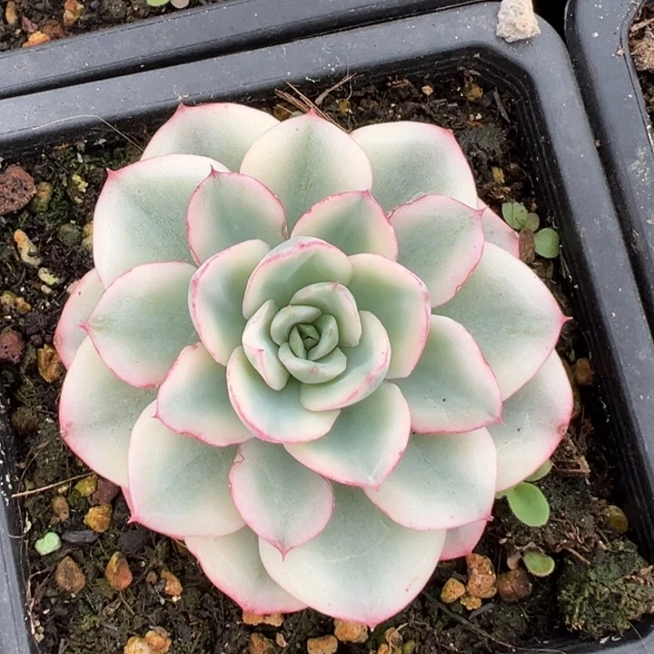 奶油黄桃锦一物一拍