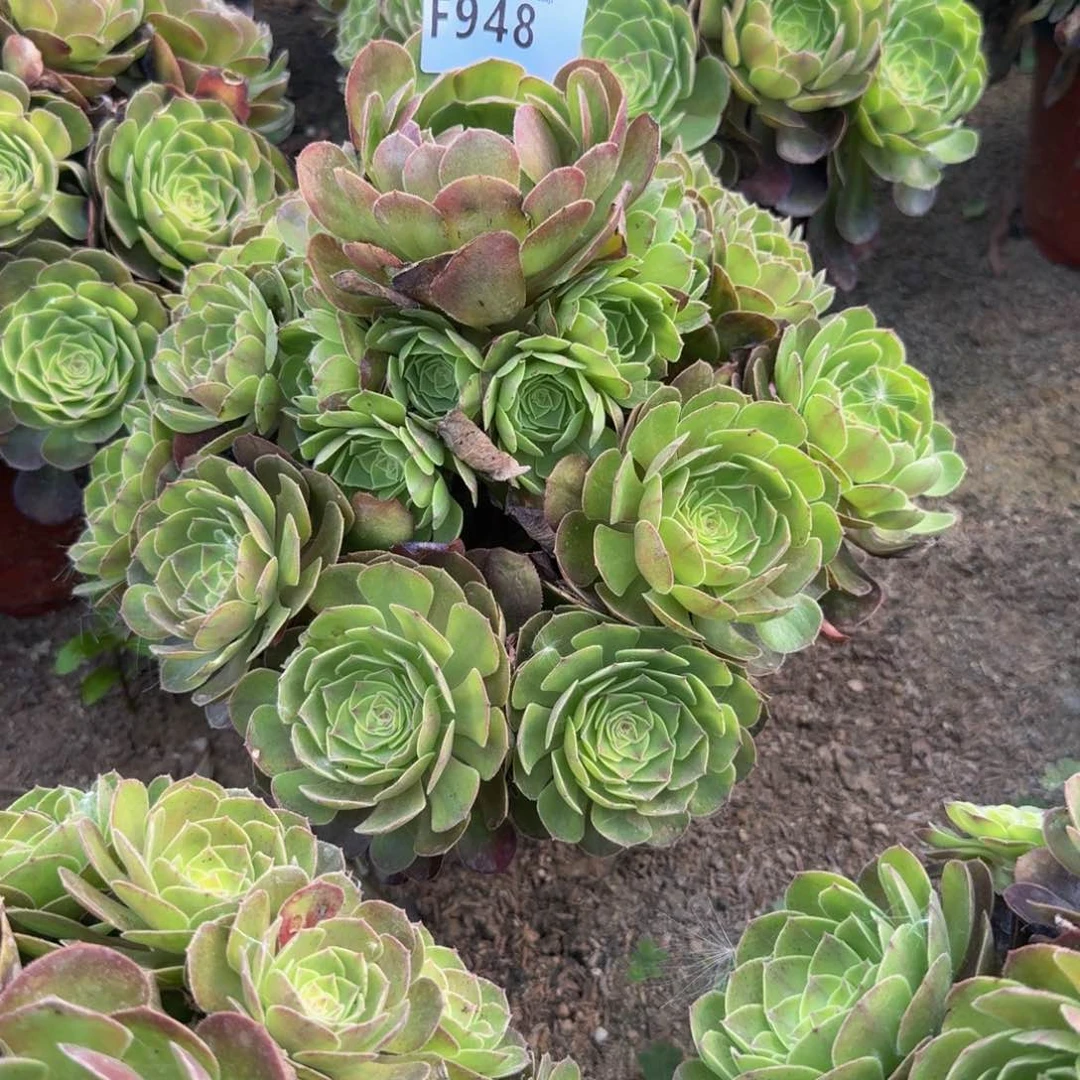 948雨荷。多肉植物