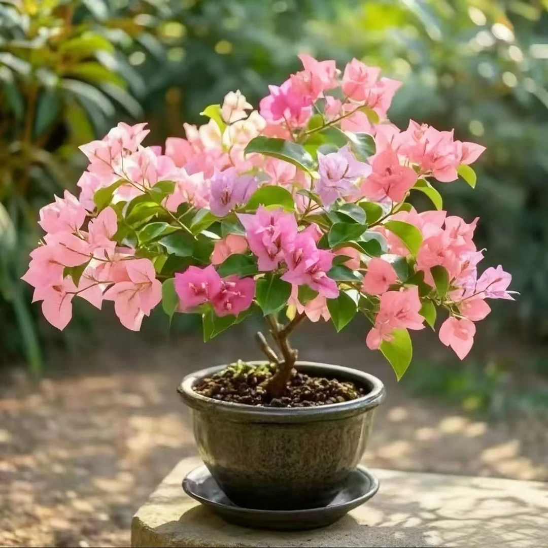 三角梅耐寒大盆四季开花阳台老桩花卉防辐射庭院耐寒耐旱花同安红