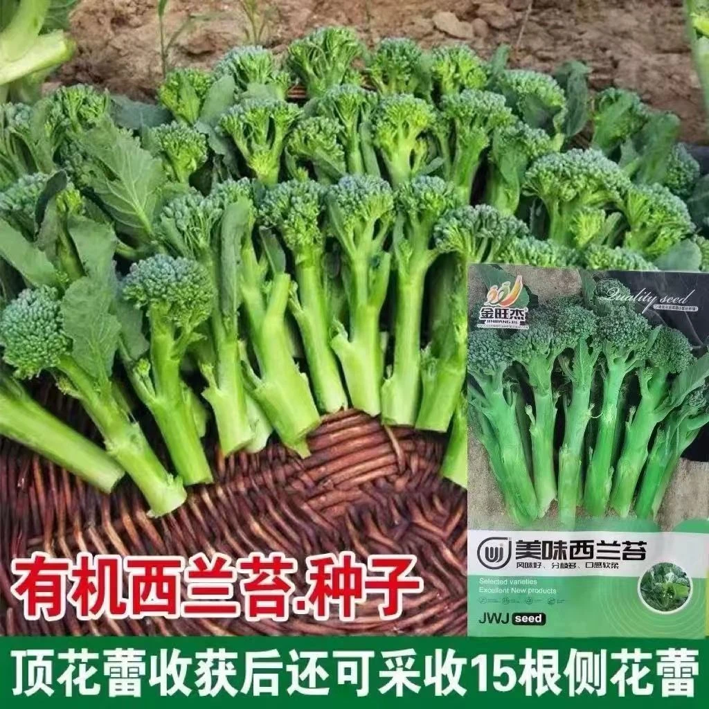 【西兰苔种子】蔬菜种子