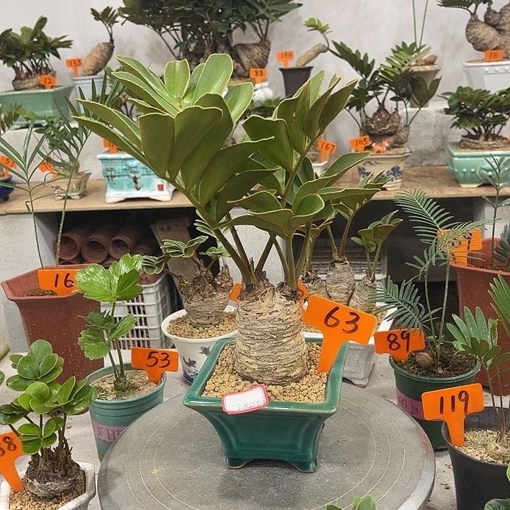 完全开放墨西哥铁树