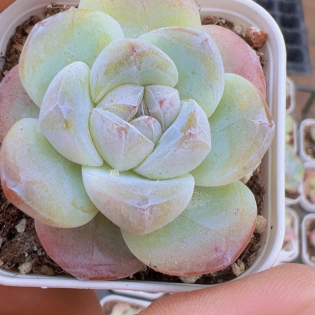 果冻冰玉2颗19包邮多肉