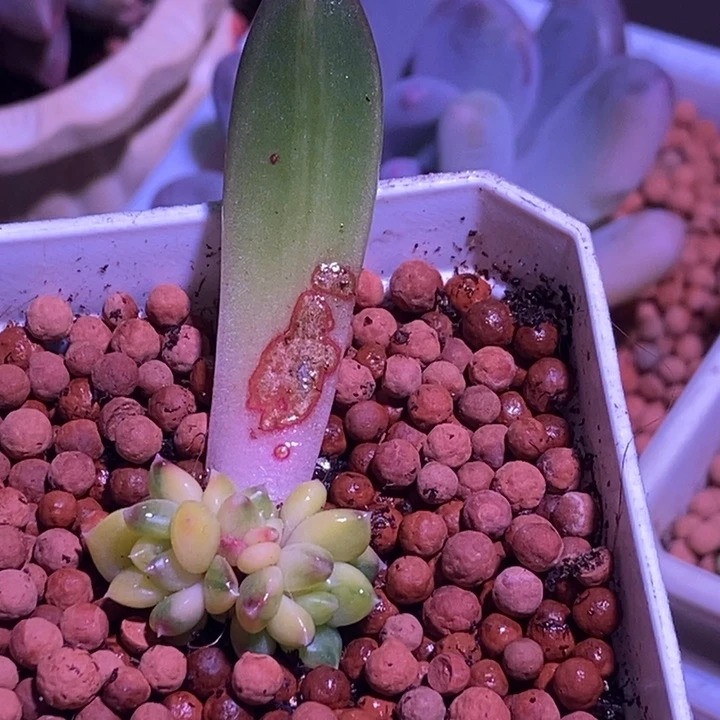 美人杂交锦多肉植物