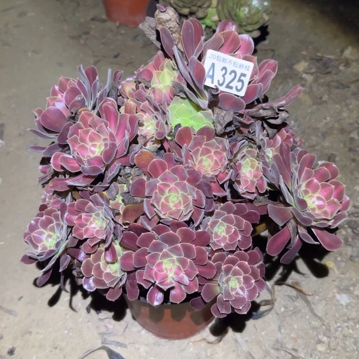 花娜，不包断枝……多肉植物