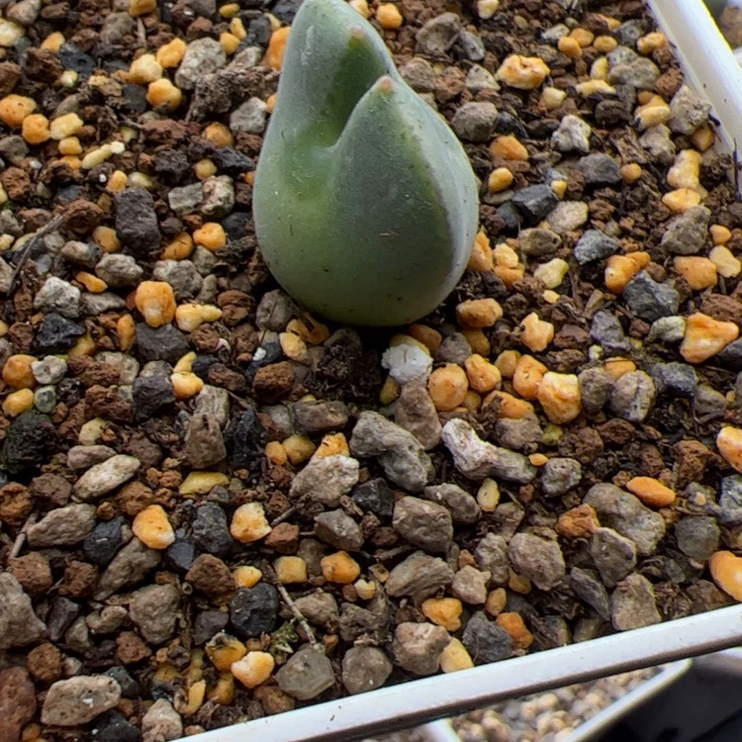 11.7大眼睛多肉植物237