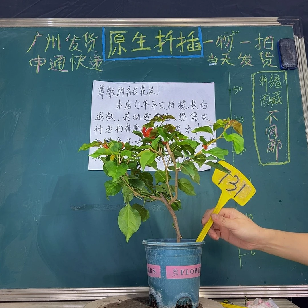 当前无花栽培后可以开花  暗斑夕阳红  731