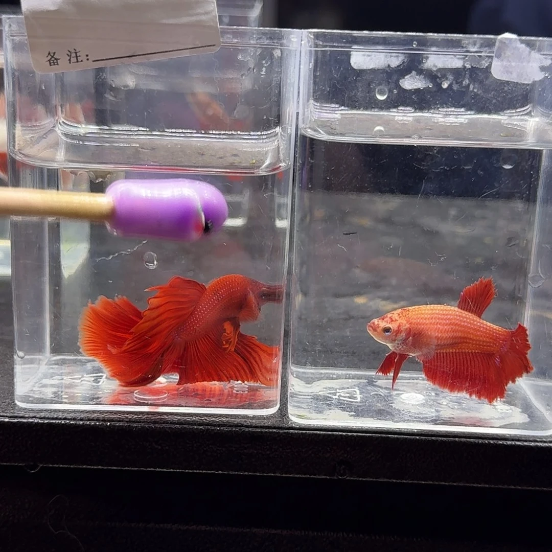 海水鱼泰国斗鱼编号865