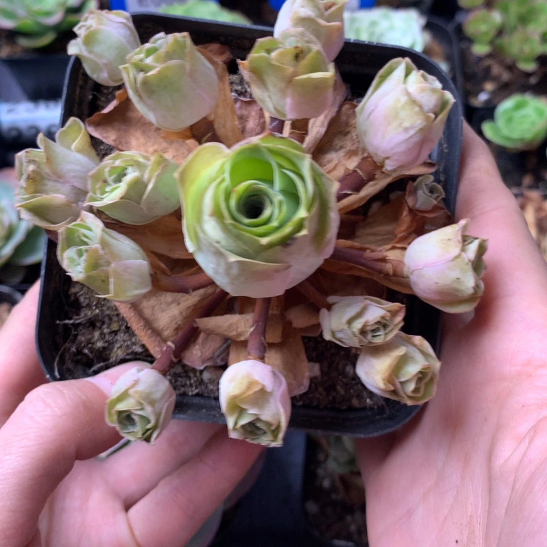 一物一拍星辰清秋199