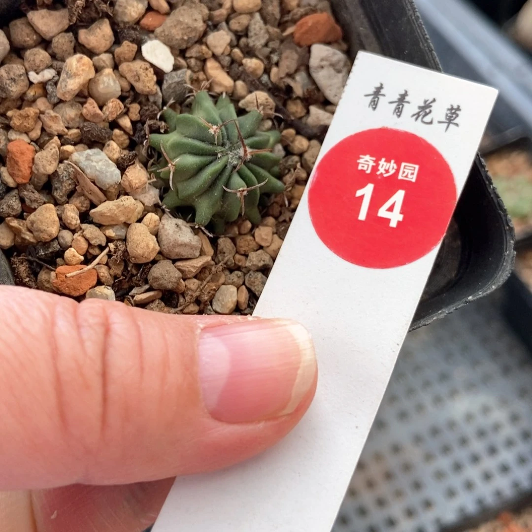 实生龙剑丸一颗仙人球2.1cm