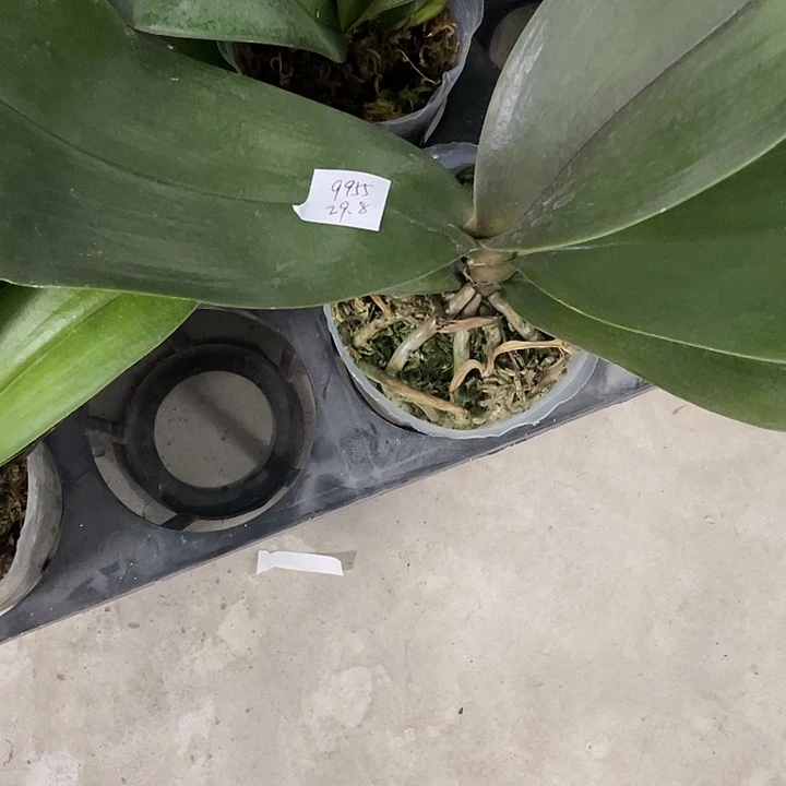 希***希完全开放处理叶损3.0寸塔林狮子不售后请凑单