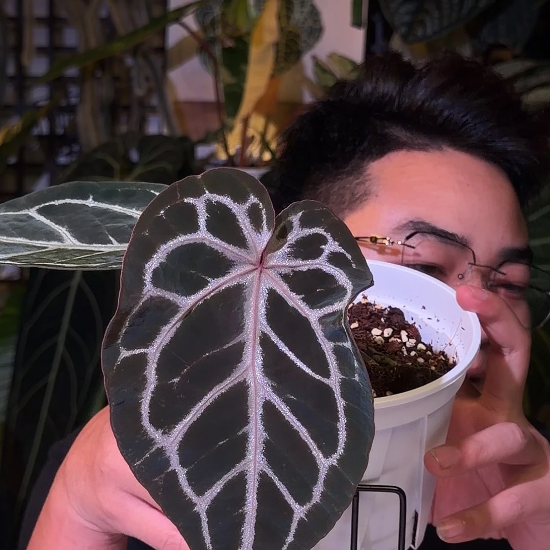 完全开放N45红水晶F2杂南美水晶