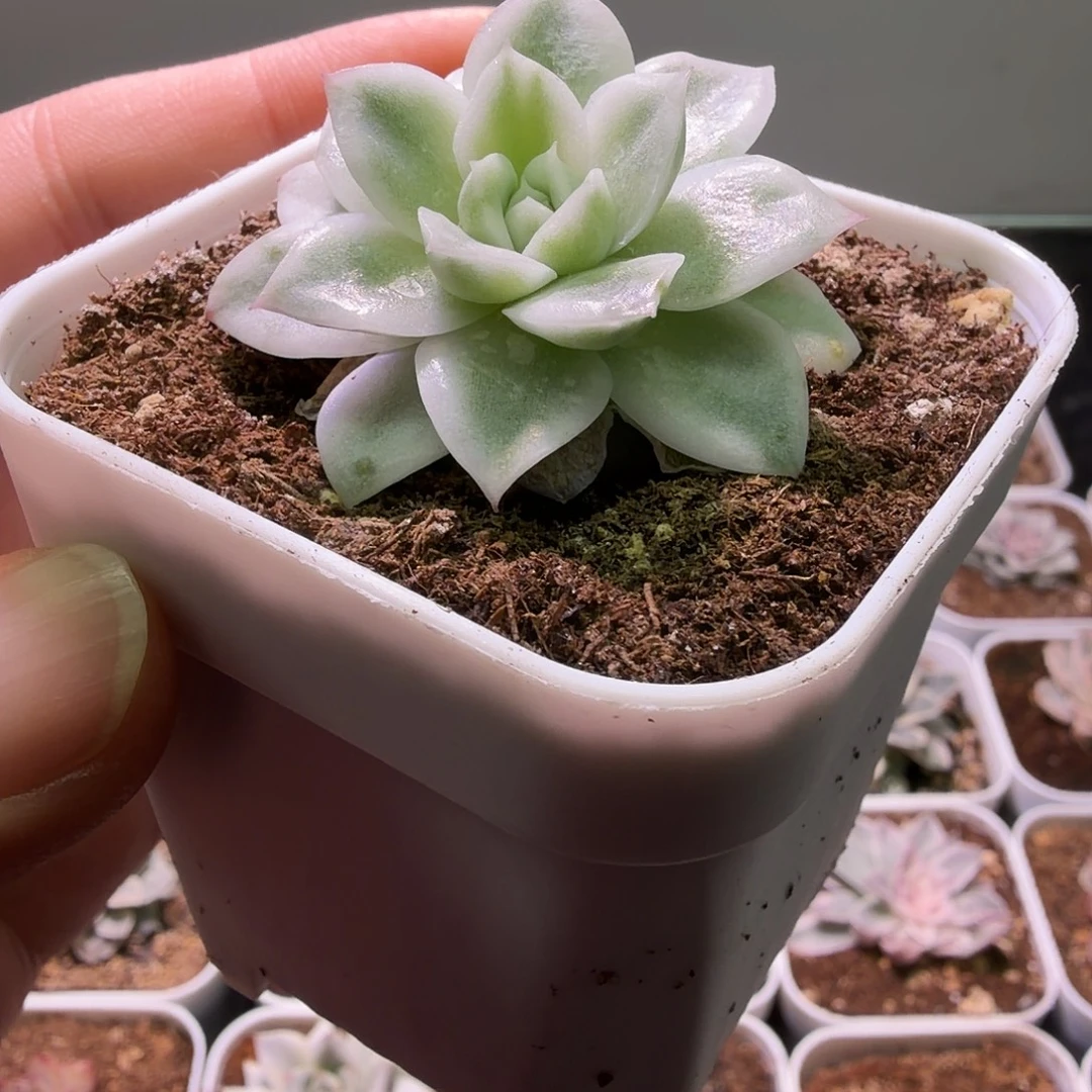 玉晶东云锦植物一物一拍