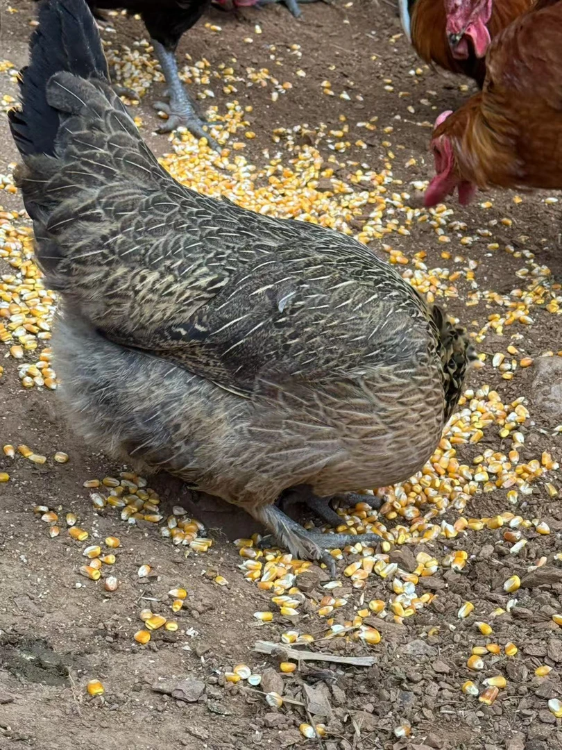 2只散养鸡  农村散养    麻羽母鸡肉质鲜美生鲜鸡顺丰包邮