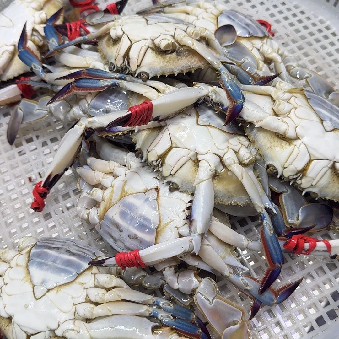 中国大陆断氧母飞蟹只只带黄3斤99